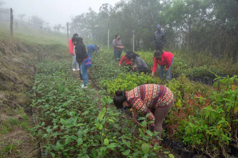 Scaling Mountain Forest Restoration to Increase Water Security for Communities in the Andean Region